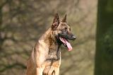 MALINOIS 1118